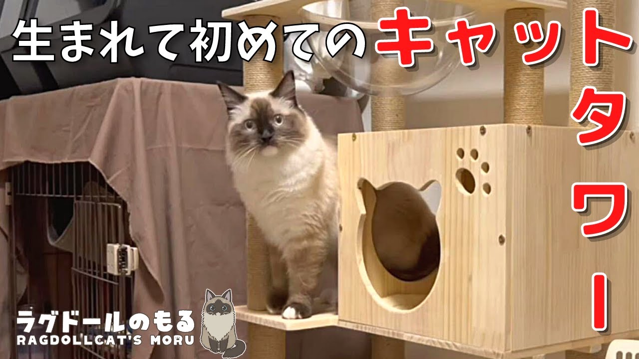生まれて初めてのキャットタワー