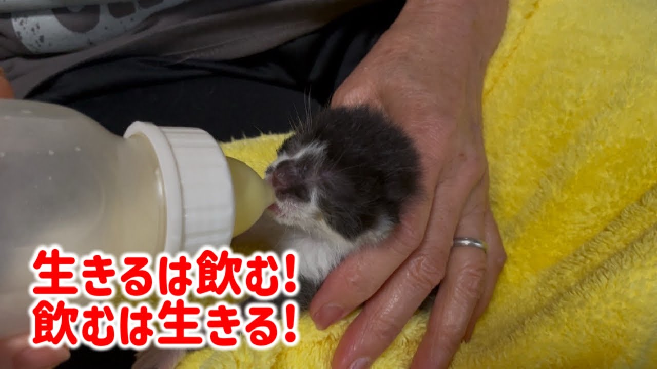 【生後3日で臍の緒付き】衰弱していた子猫はどうなったのか？