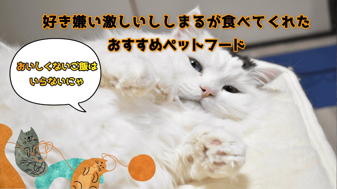 【短足マンチカン】好き嫌い激しい猫でも食べてくれたおすすめペットフード