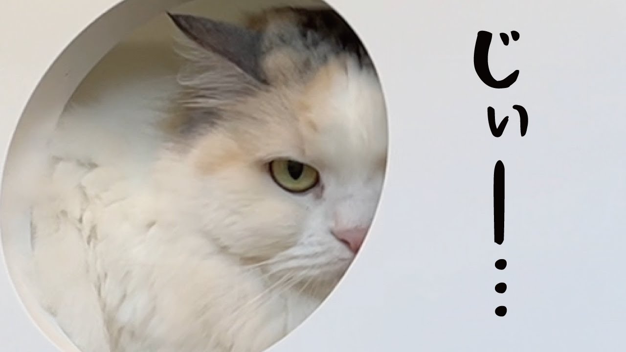 振り向いたらものすごい圧力でごはんを要求してくる猫がこちら【関西弁でしゃべる猫】【猫アテレコ】