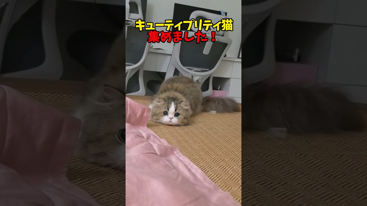 キューティプリティ🥰