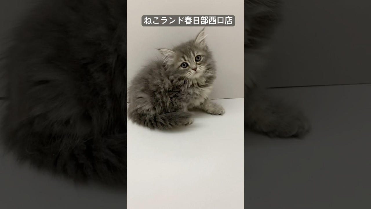 【子猫販売】#サイベリアン #cats #ペットショップ #ねこランド #春日部