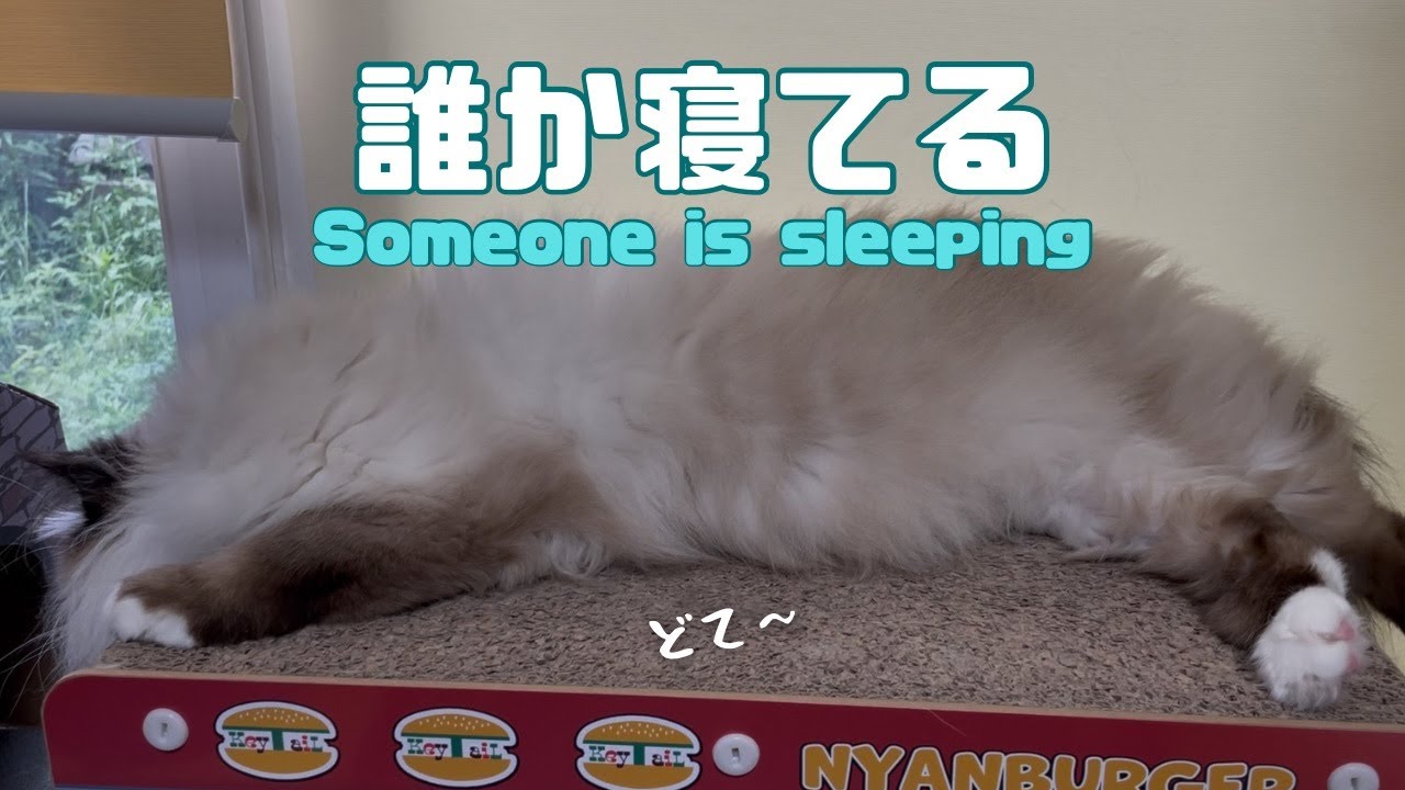 バーマン猫ウリ【誰か寝てる】Someone is sleeping（バーマン猫）Birman/Cat
