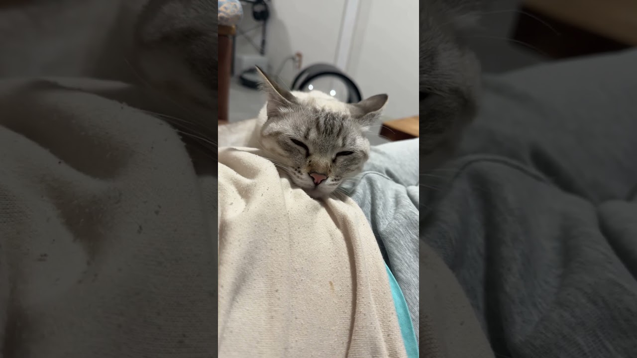 お腹の上がええですかい？　#シャムトラ #元保護猫 #シャムミックス  #cat #猫耳 #siamesemix