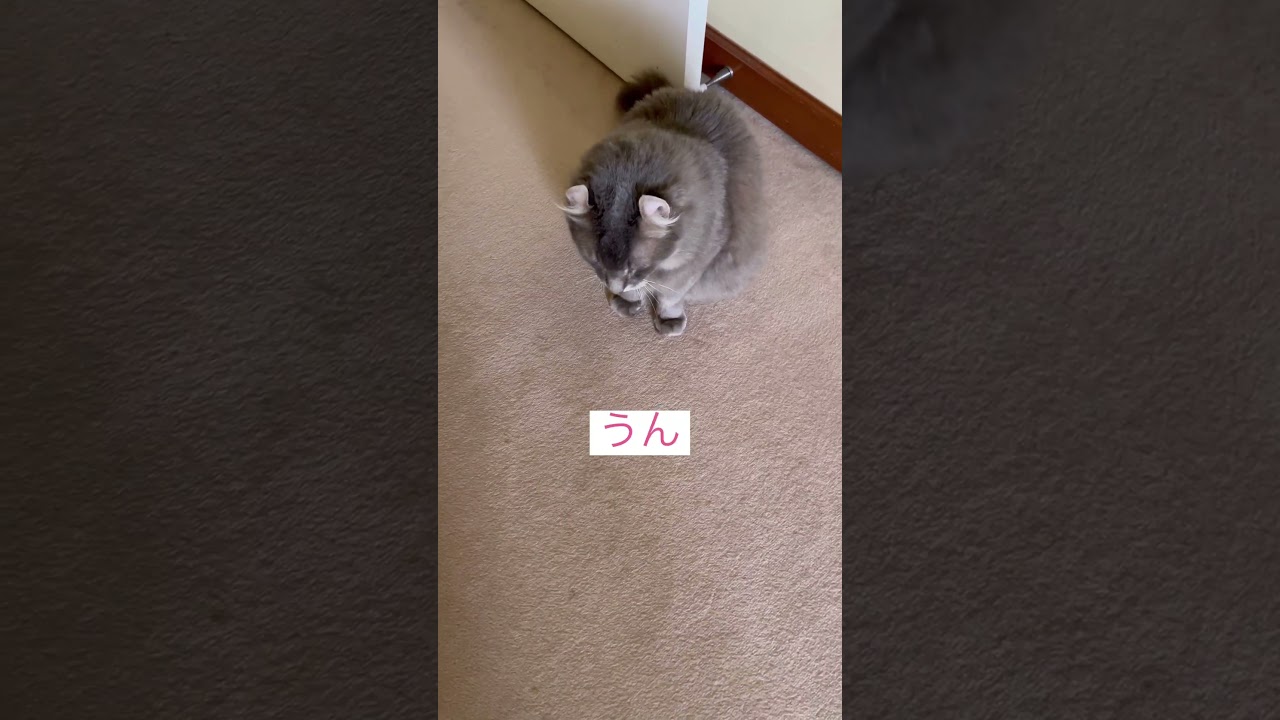 催促 #ねこ動画 #cat #猫のいる暮らし #アメリカンカール