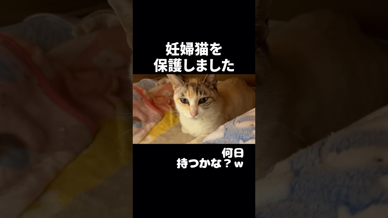 威嚇して大暴れの妊婦ねこさん