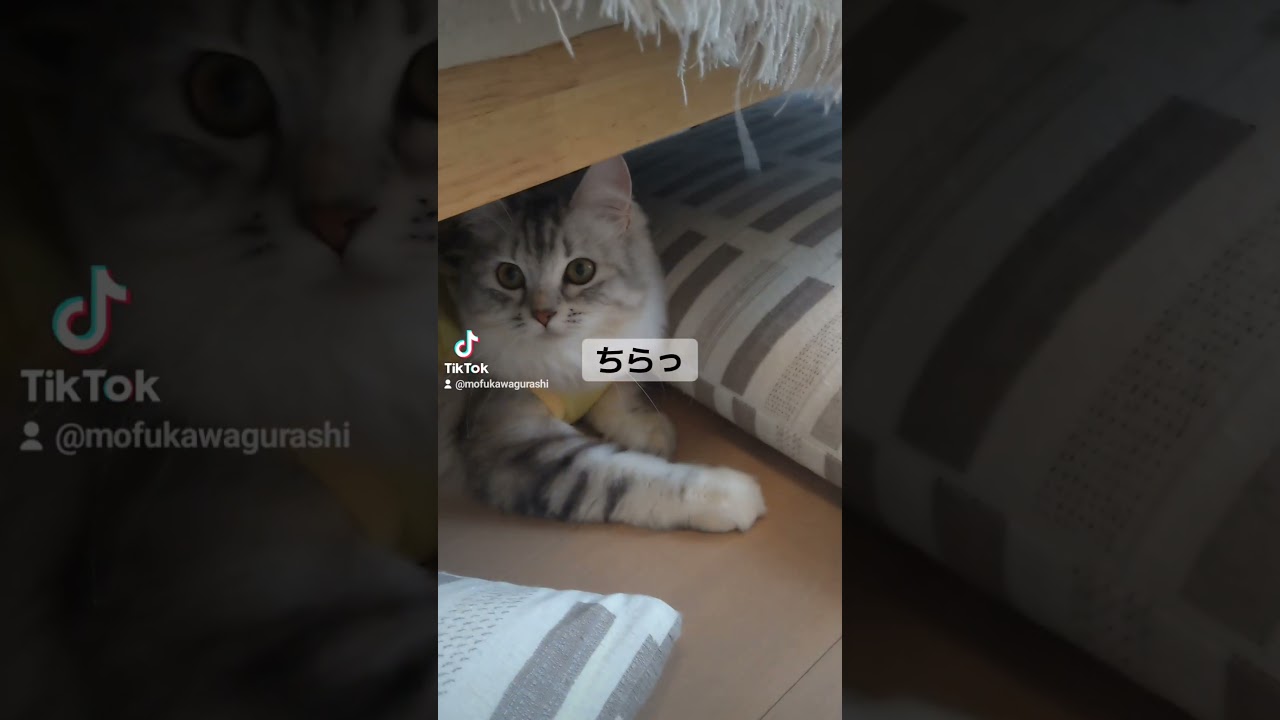 もふもふを発見したら意外とそっけなかった件｜キンカローのルル#ねこ #キンカロー #kinkalow #shorts