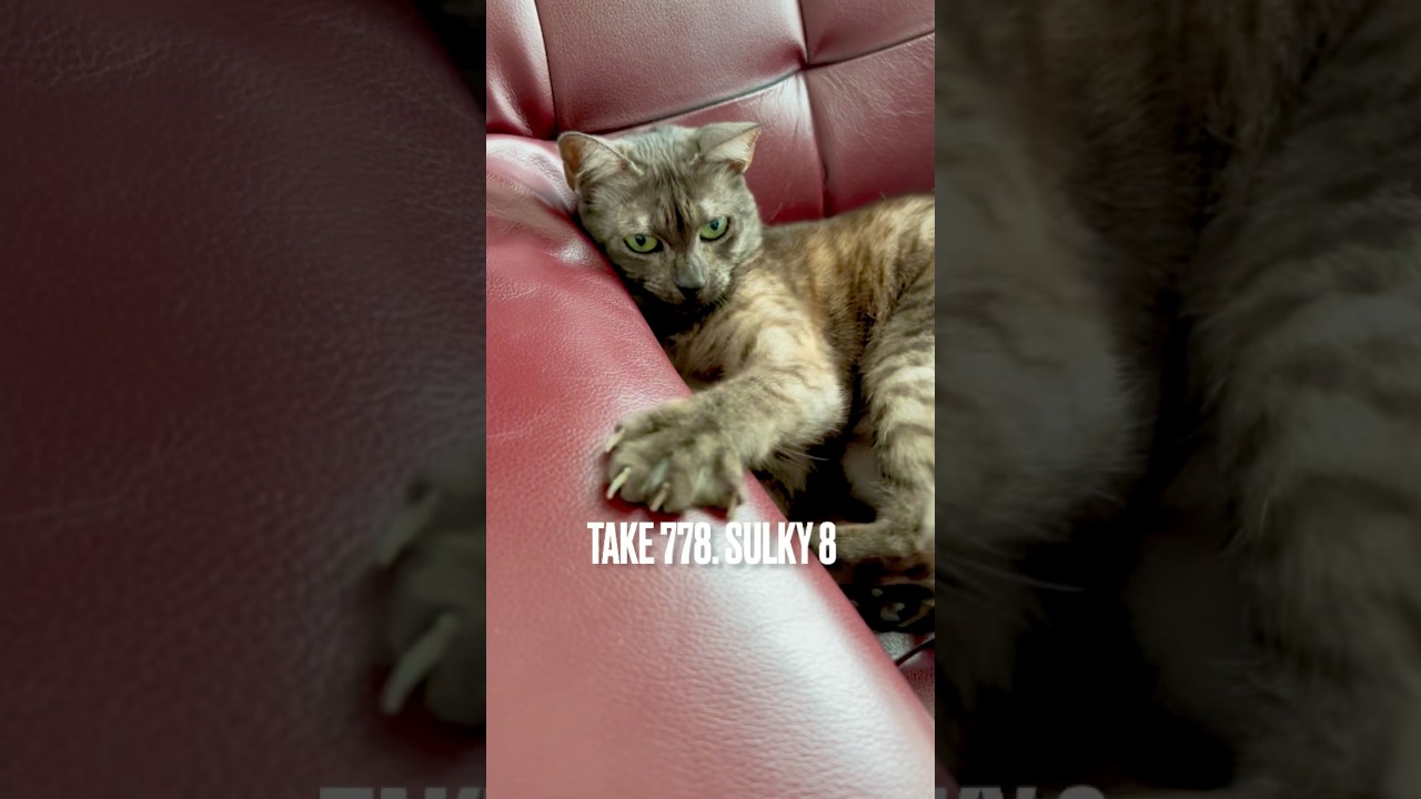 おなか空くと #不機嫌になるにゃ❗️パーソナルチェアに #八つ当たり にゃ‼️#おなかすいたにゃ #不満猫 #egyptianmaucat #エジプシャンマウ #shorts