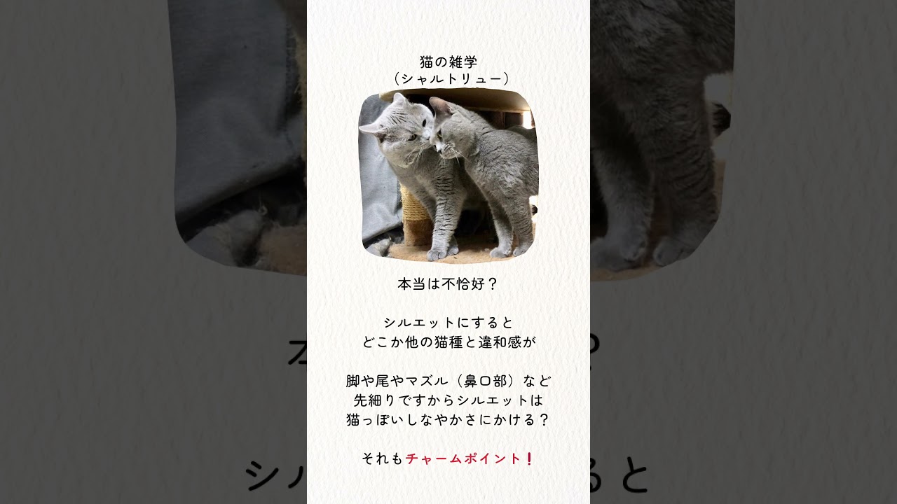 #shorts 【猫の雑学】シャルトリューは不思議猫 #シャルトリュー #猫