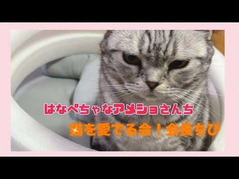 猫に癒され会🐱垂れ流し #猫配信 #生配信 #アメショ #猫好き