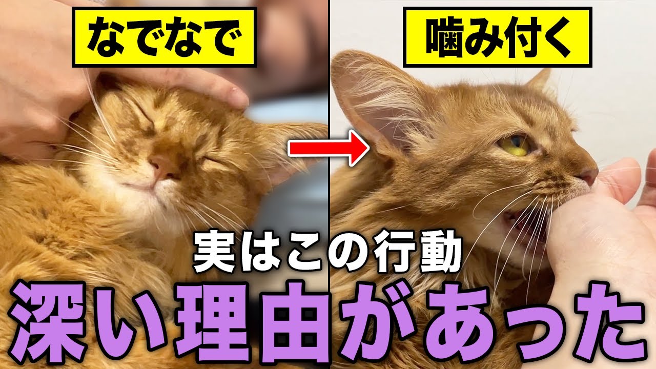 【なぜこれをする？】猫があなたの前で見せる「奇妙で不思議な行動」の本当の意味11選
