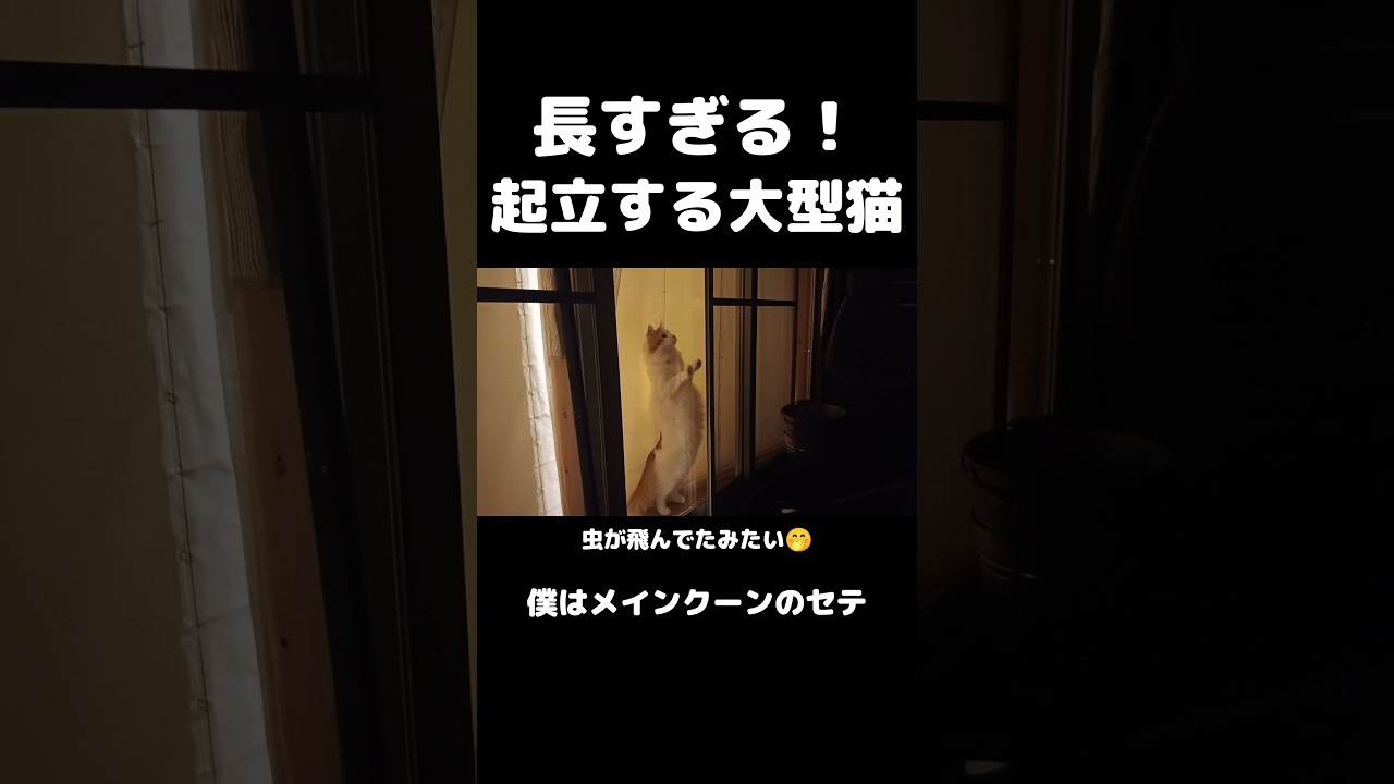 めっちゃ腰反ってる😺 #猫のいる生活 #猫 #メインクーン