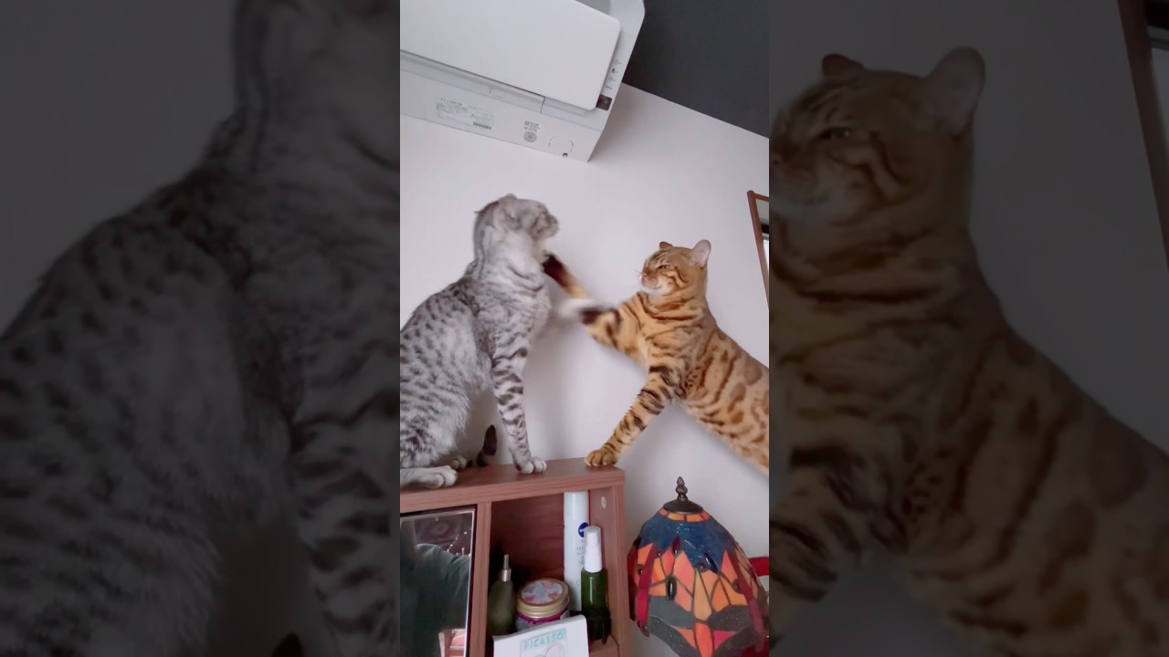 猫プロレス🐈‍⬛ユキオさんの顔面はたきにシンタローはタジタジ応戦#癒し動画 #cat #猫の喧嘩#猫のいる暮らし #bengalcat #ワイルドキャット #ocicat #ベンガル