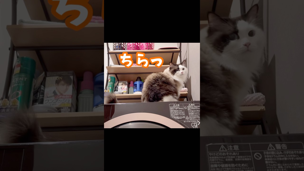 【猫動画】ラグドールてこんなんなん？😈#shorts #cat #猫 #ラグドール