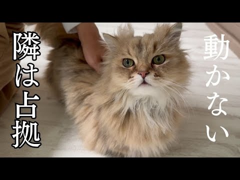 主の側に居座り続け困らせる猫が何故か可愛い
