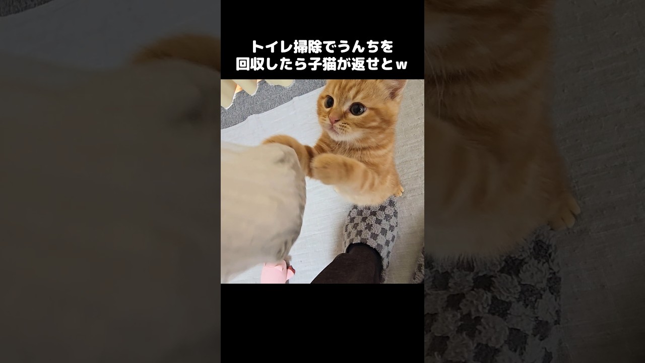子猫のうんちを回収したら返せと文句が止まらない...Kitten was mad I cleaned his litter box