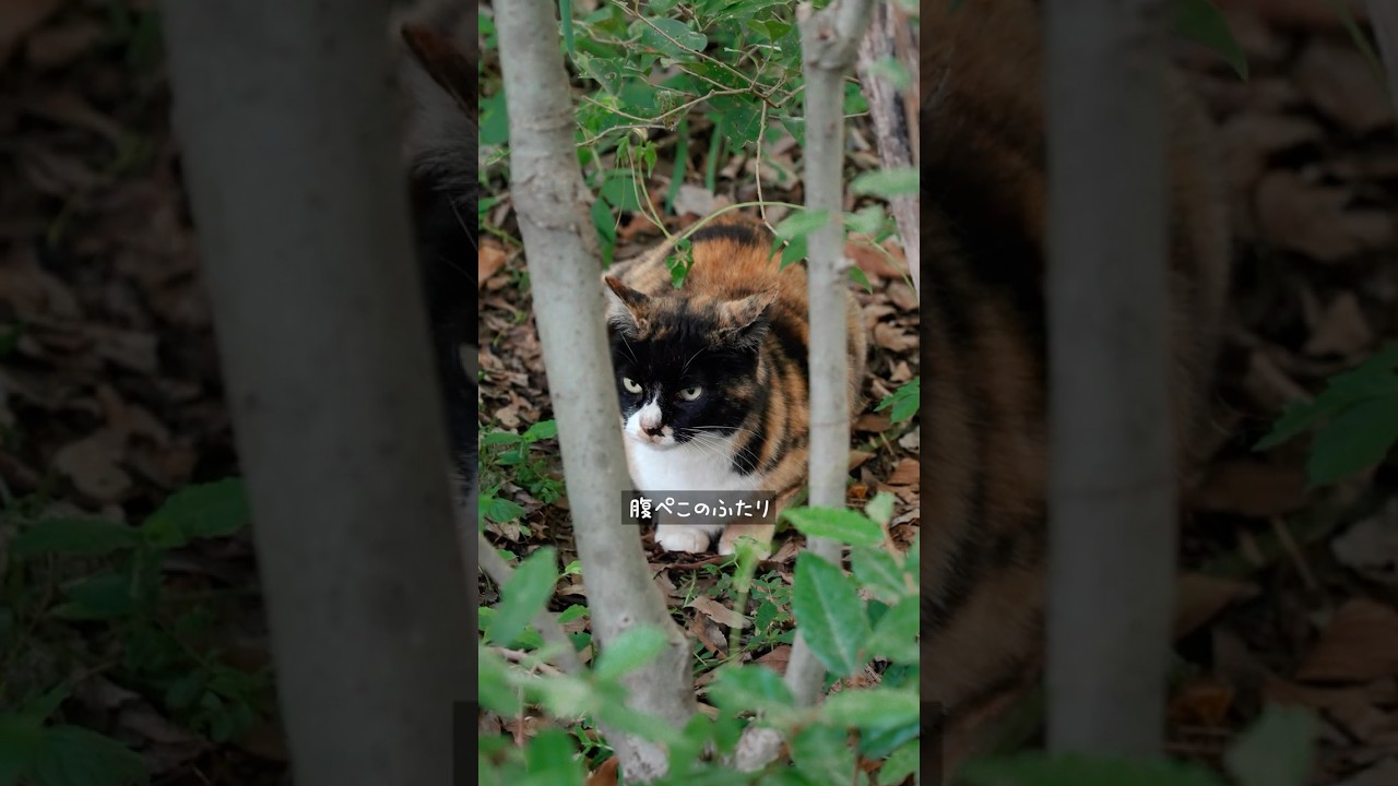 嵐の夜も酷暑の夏も公園で生き抜いた二匹の猫