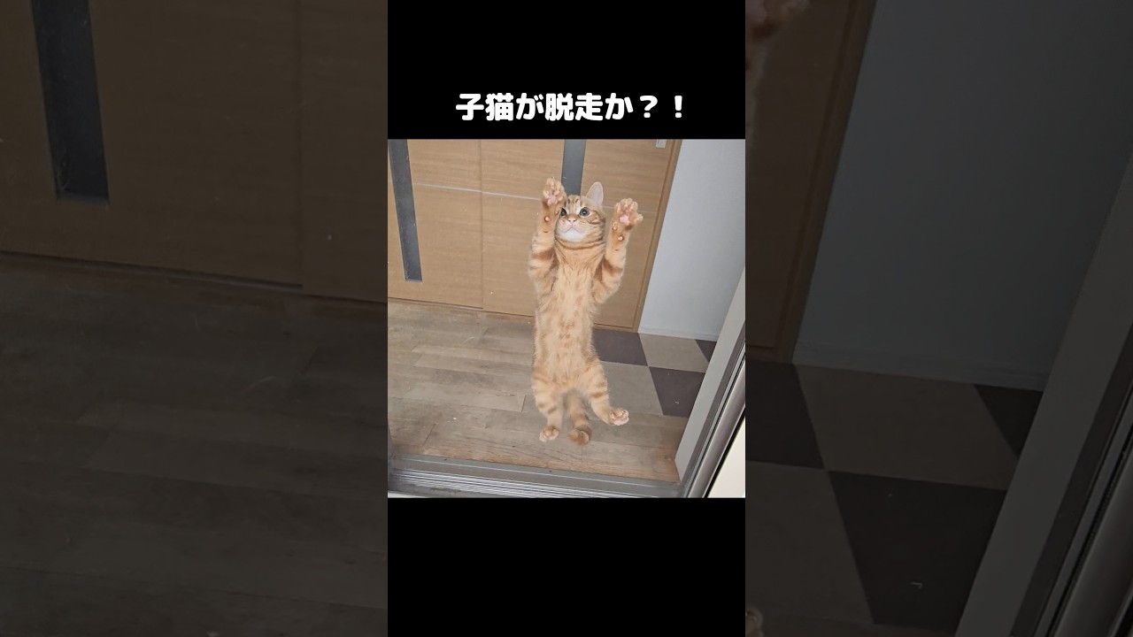 子猫が脱走か？Kitten escape?! Or so I thought… 😳