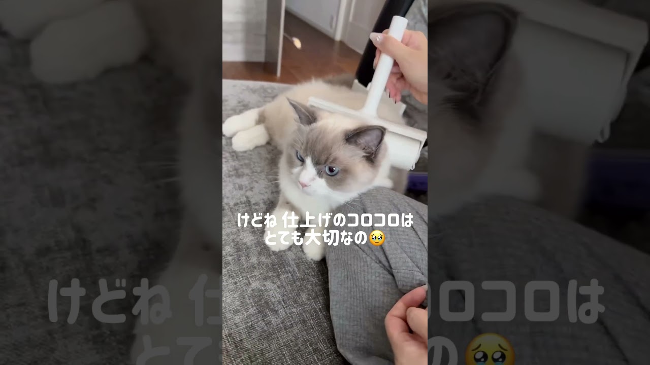 どうやら気分がいい日らしい🤣#ラグドール #ブルーポイントバイカラー#ラガマフィン #子猫 #猫 #猫のいる暮らし#猫のいる生活 #ねこのいる生活 #ハチワレ