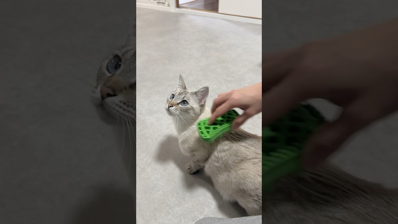 気持ちええですか？2　#シャムトラ #元保護猫 #シャムミックス  #cat #猫耳 #kitten  #猫耳 #siamesemix