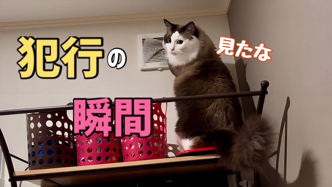 【でぶ猫】換気扇フィルターを剥がしてた犯人はコヤツです【たぬきじゃないのよラグドールよ】😈