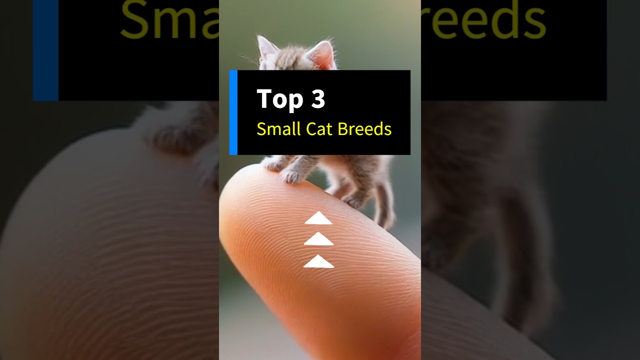 Top 3 Small Cat Breeds You Need to Know