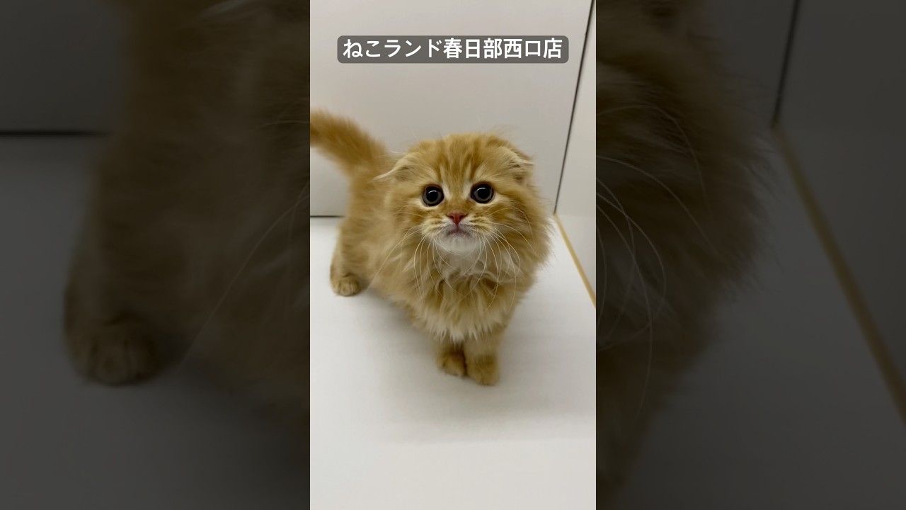 【子猫販売】#スコティッシュフォールド #cats #ブリーダー #ねこランド #春日部