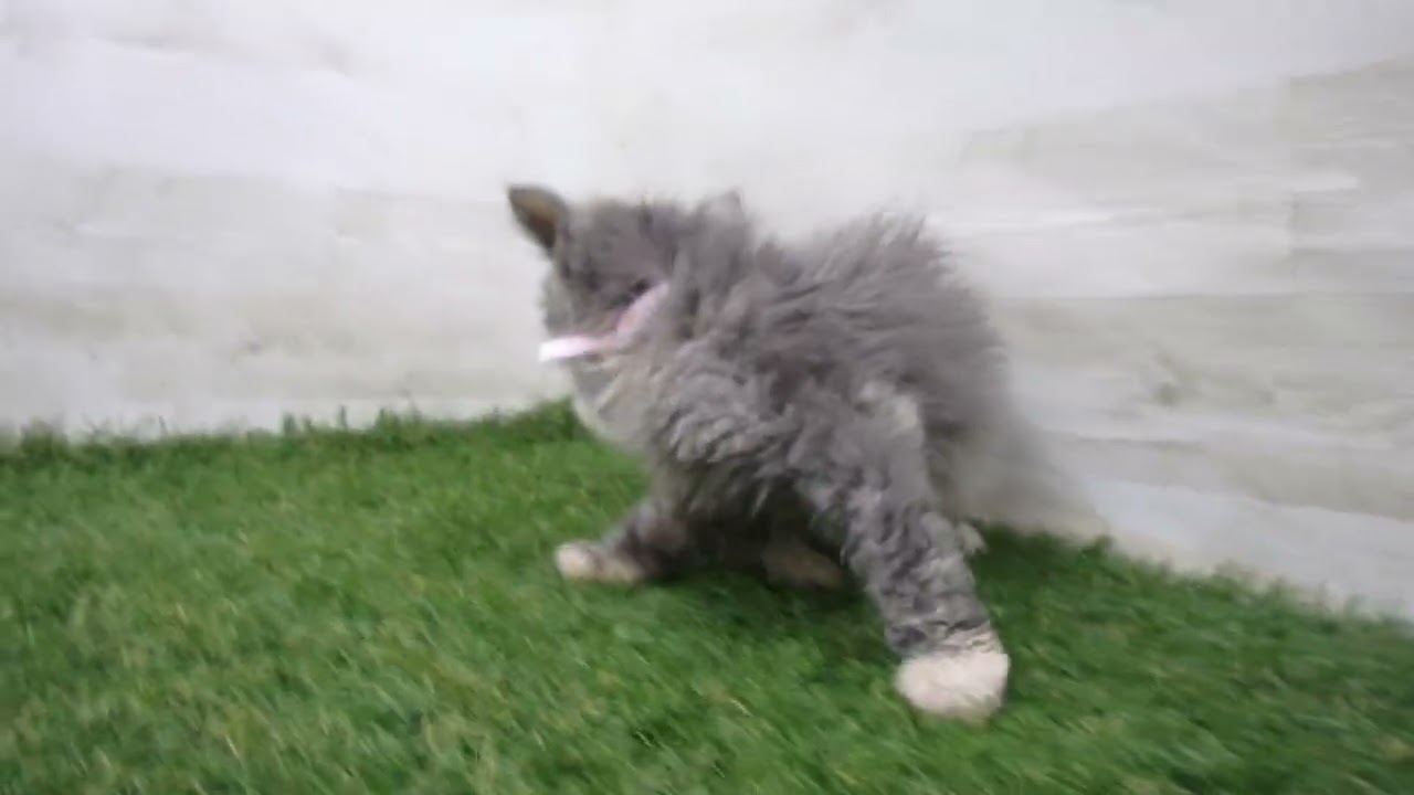 Coo&RIKU　No.00718553 セルカークレックス