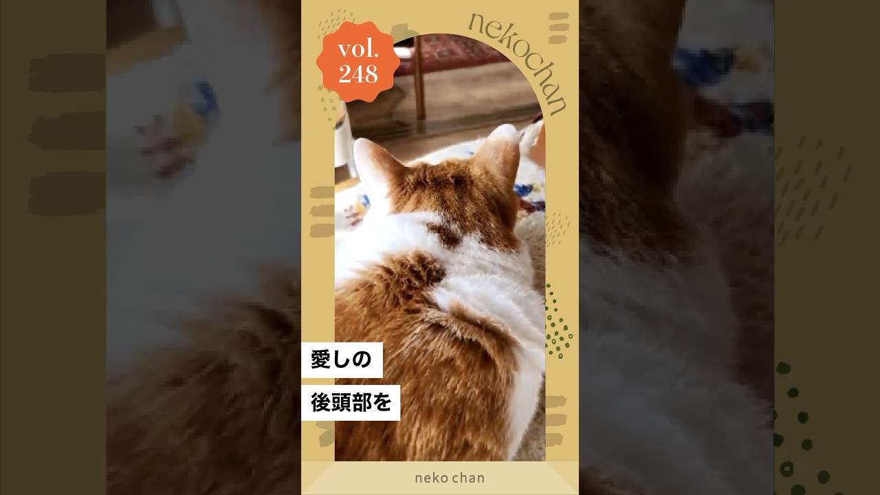 「後頭部好きへ🐈」 #nekochan #猫 #ねこ #ねこのいる暮らし #ねこ部 #ilovemycat #catlover （VOICEVOX Nemo）