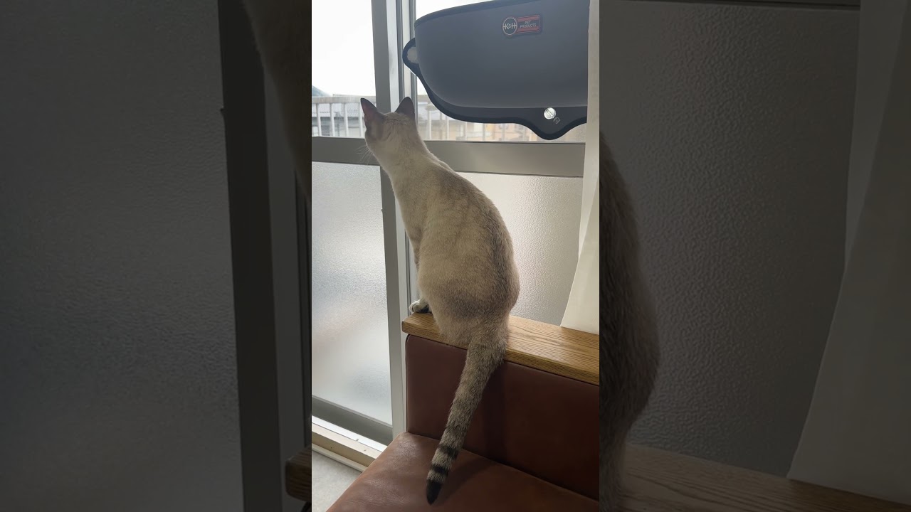 お外が気になるね〜　#シャムトラ #元保護猫 #シャムミックス  #cat #猫耳 #siamesemix