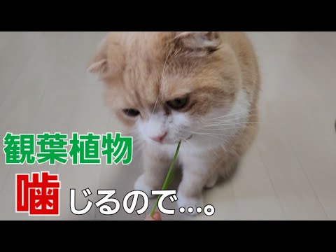 猫達に🐱猫草🌿買って💦☝️試してみた結果…こうなった😳…132　☘️おもち♂️[スコティッシュ]☘️しらす♀️[アメショ]