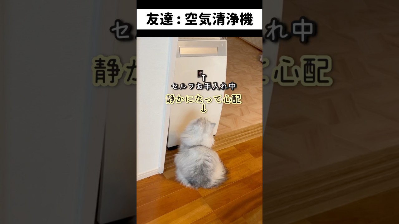 『友達が急に黙っちゃって心配な奴』#ジャルジャル #ペルシャ#チンチラ#猫#ねこ #猫のいる暮らし #癒し #いやし#cat  #ふわふわ