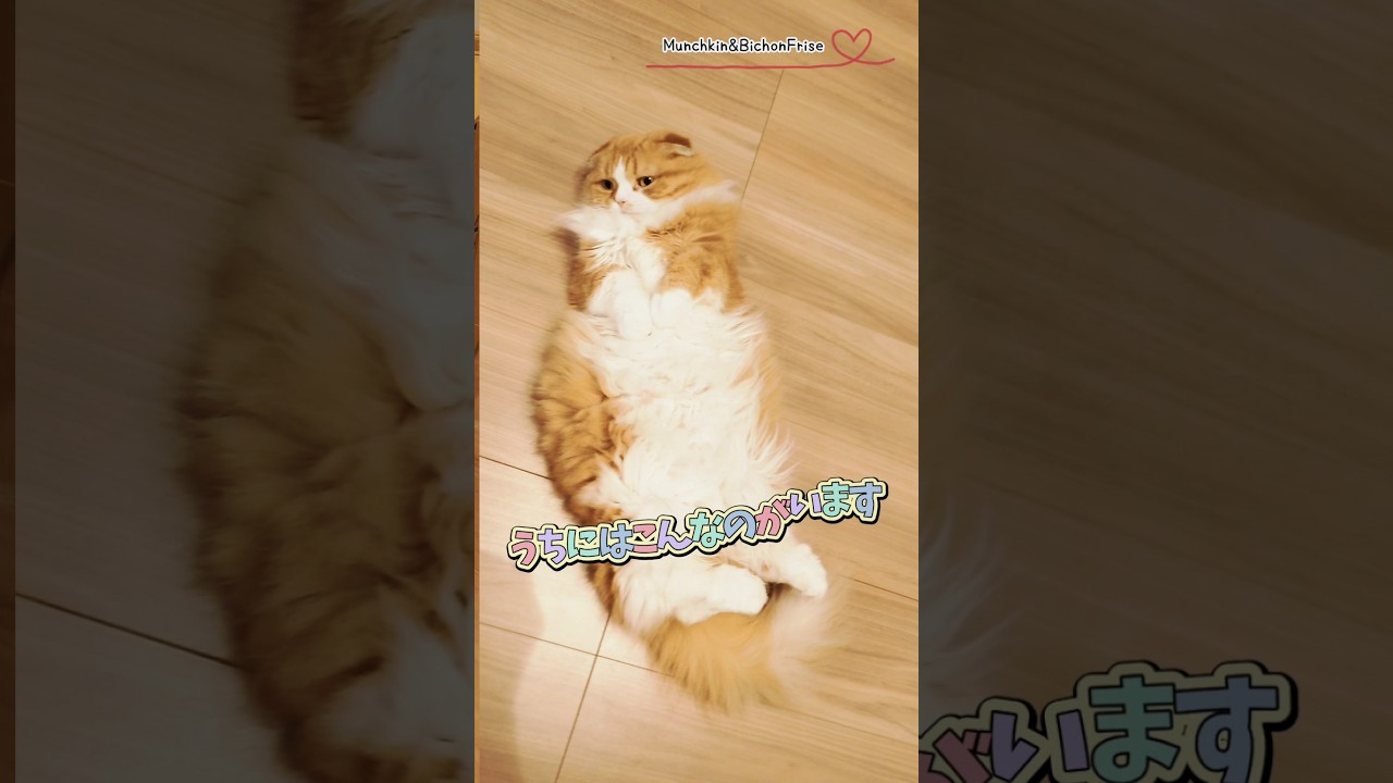 【マンチカン】うちにはこんな女王猫がいます 【犬と猫、両方飼ってると毎日かわいい♥】
