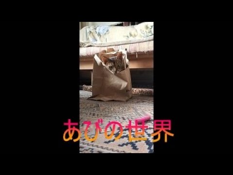 ネコ動画あび＃4839　あびの毎日　アビシニアン　あび