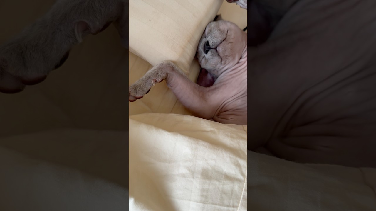 気持ちよさそうに寝てるww毛のない猫たち【スフィンクス】