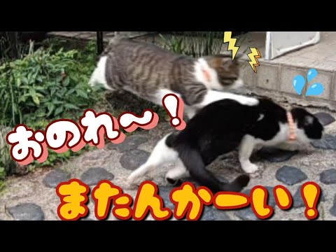 妹猫に不意打ちを食らった兄猫が遂にブチギレ！
