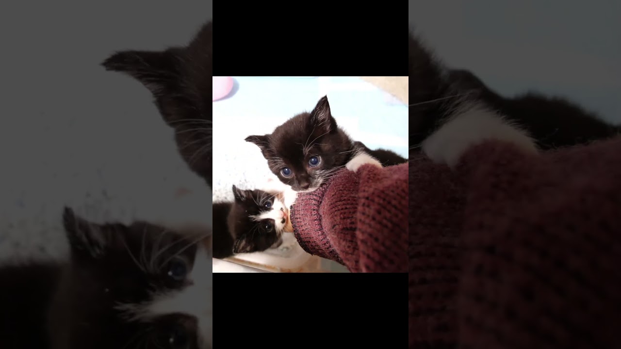 初めての匂いに子猫たちが慌てだす #gatto #kitten #子ネコ #meow #asmr