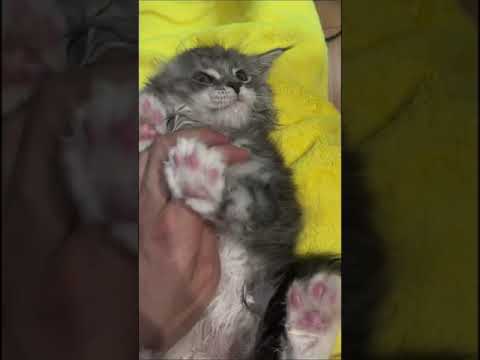 メインクーン かわいい子です