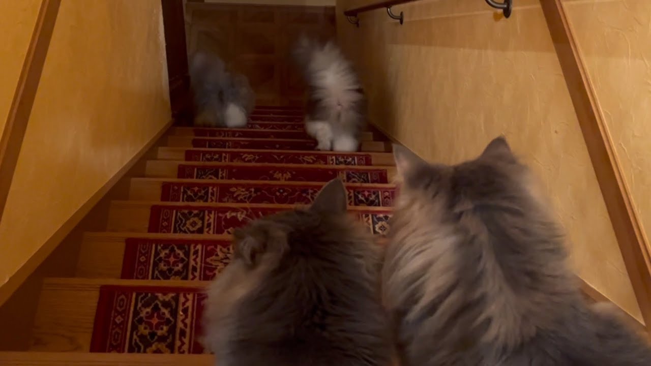 【おはよう‼︎】今日も朝から階段を駆け下りる！！！元気なノルウェージャンフォレストキャットとターキッシュアンゴラ♡