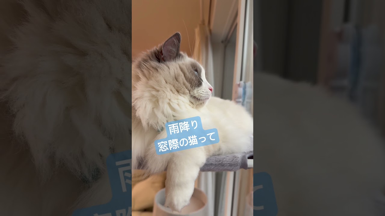 雨☔️と猫🐈　#ラグドール #猫のいる暮らし #いっぺいdialy