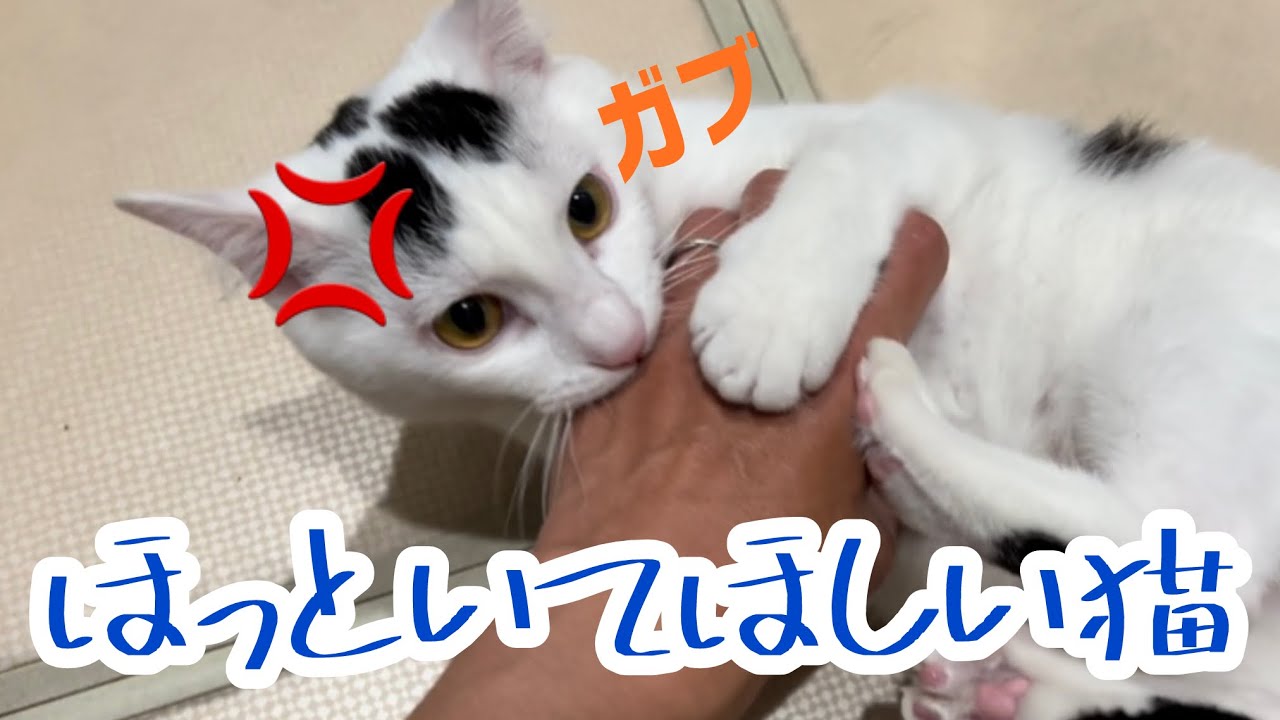 構いすぎる飼い主にイライラし噛みつく猫ミルク。#保護猫 #ねこ #猫のいる暮らし ＃ミルねーさん