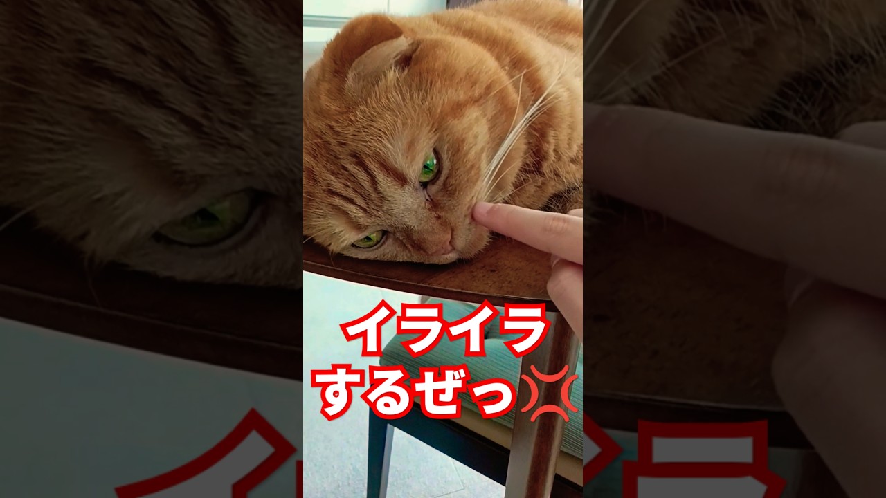 ちゃっぴー〔838〕怒りマーク💢しつこいんだよ！#shorts#cat#猫#ねこ#funny#かわいい#癒し#スコティッシュフォールド#茶トラ#猫動画#ねこのいる生活