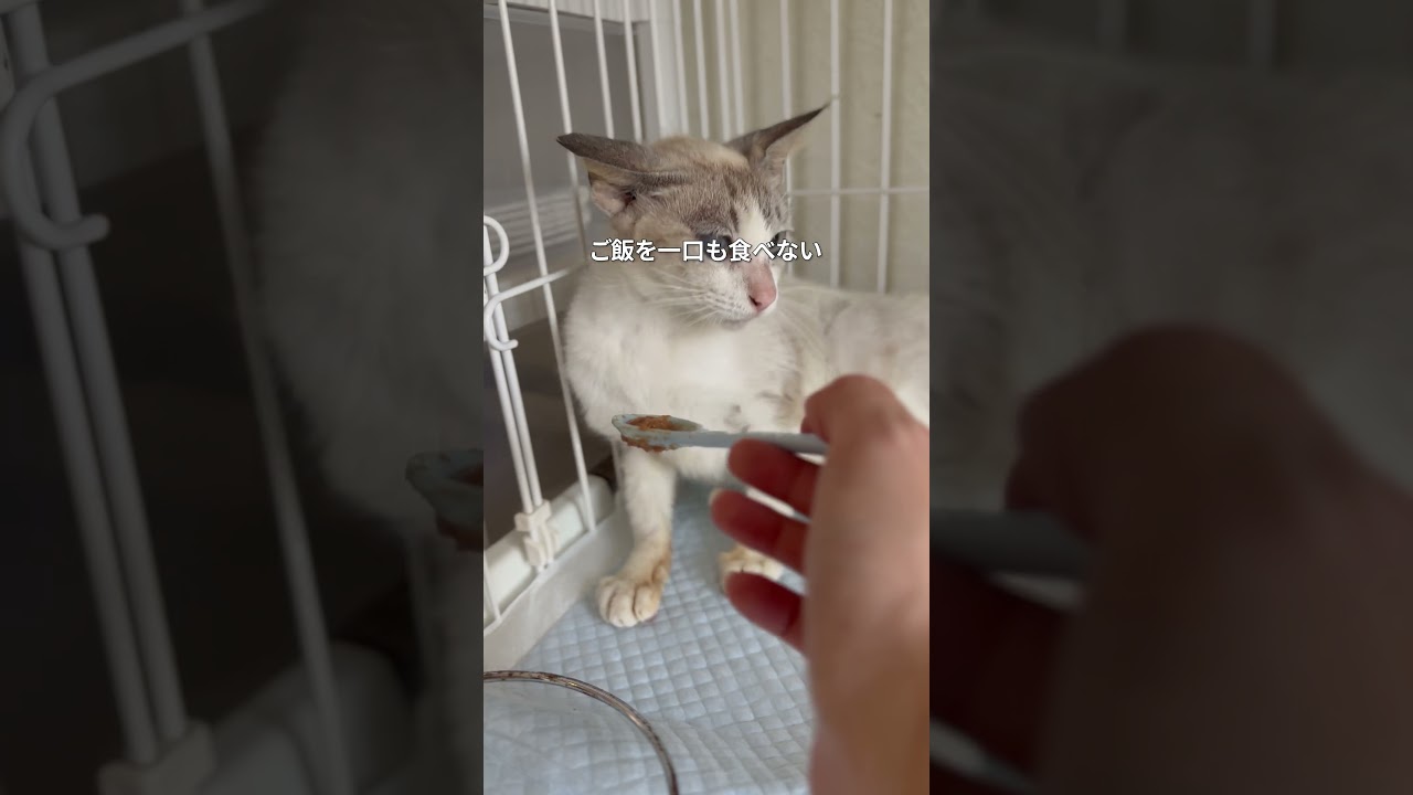 車に轢かれた妊婦猫の救出