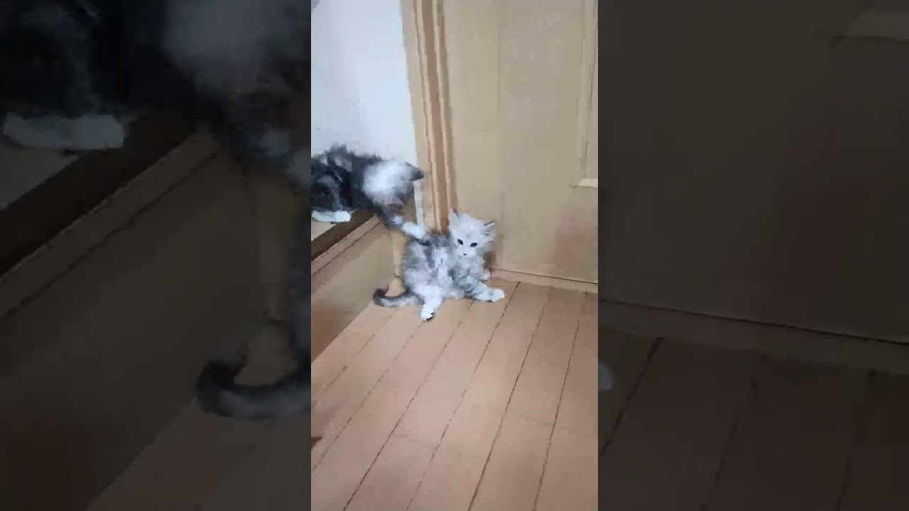 シルバーのメインクーンの子猫達とらちゃんと２時くん３時ちゃんが仲良く遊んでいます❗ #メインクーン #子ネコ #cat #オノクーン #kitten #東京