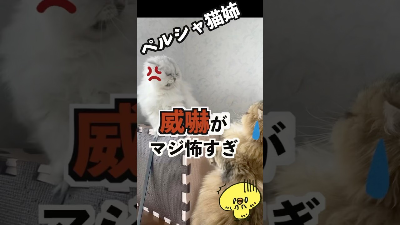 ペルシャ猫姉、妹の行動に堪忍袋の緒#ペルシャ猫 #猫#喧嘩#かわいい