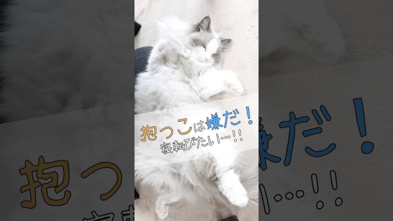 5年育ててわかったラグドールのリアルな性格5つだけ伝えさせて
