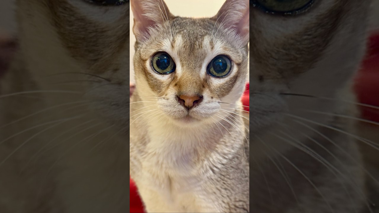 たぬき猫をペロペロしたいが機嫌悪そうと躊躇したり、ペロッとしてすぐに退散するシンガプーラなのにゃ♪ #cat #シンガプーラ #トンキニーズ#たぬき猫#singapura#tonkinese