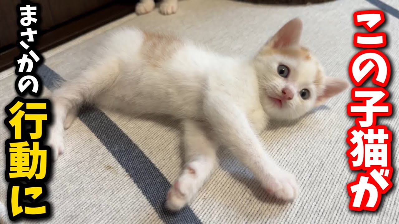 マジッ⁈生後1か月の子猫の行動にビックリしました