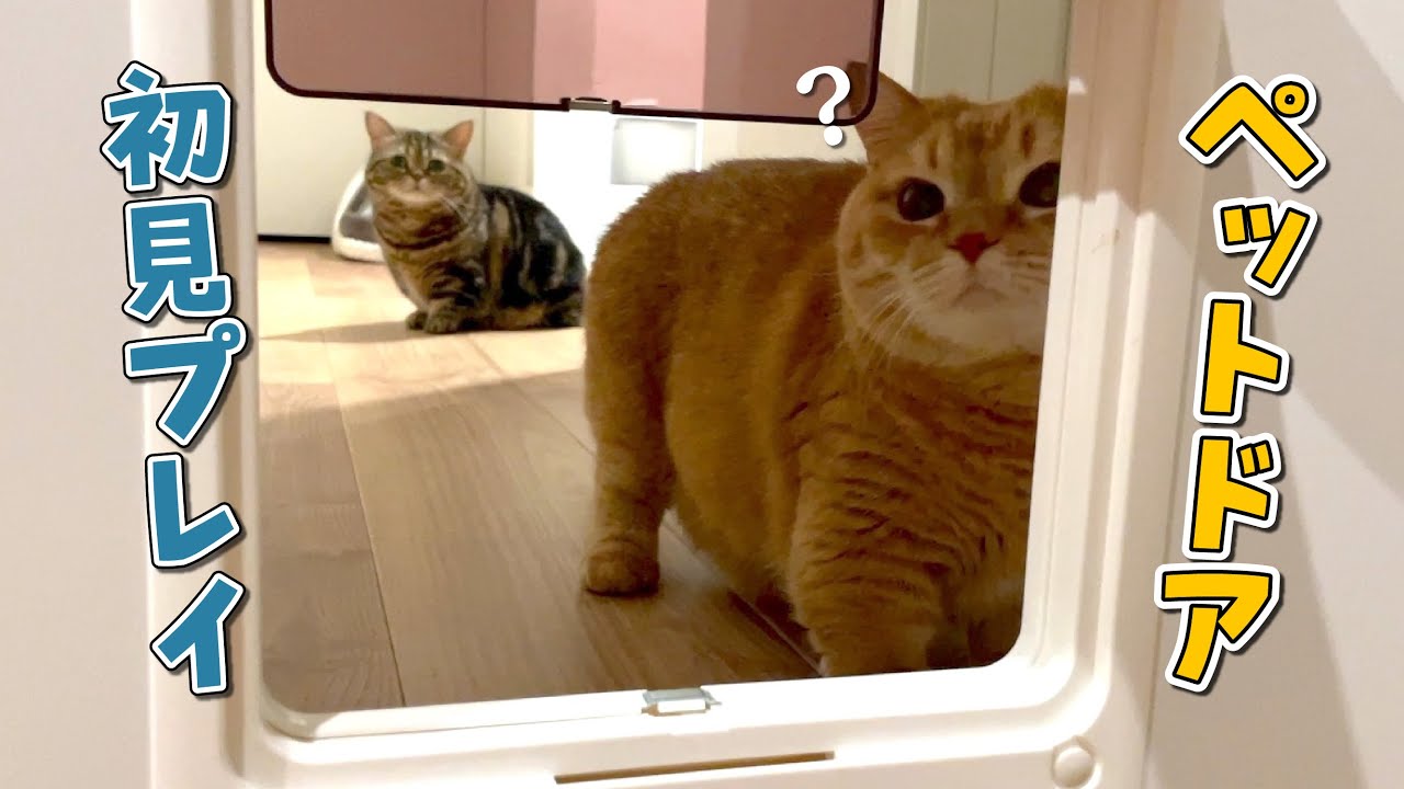 初めて見るペットドアに困惑する猫たちが可愛すぎる…！