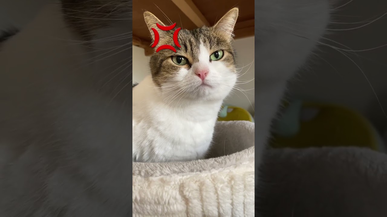 黒目に注目してにゃ👀💕 #ねこ動画 #cat #猫のいる暮らし #ねこ部 #猫好きさんと繋がりたい #保護猫 #ねこ #猫のいる生活 #マンチカン #ねこのいる生活